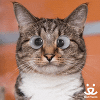 每日GIF(2021-11-19)的gif-Joke Reaction GIF by Best Friends Animal Society