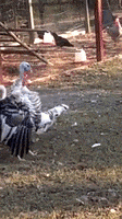 每日GIF(2021-11-25)的gif
