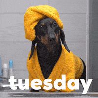 每日GIF(2021-12-08)的gif-Tuesday Morning Dog GIF by GIPHY Studios Originals