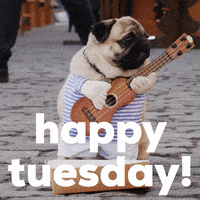每日GIF(2021-12-08)的gif-Tuesday Morning Dog GIF by GIPHY Studios Originals