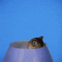 每日GIF(2021-12-08)的gif-Good Morning Hearts GIF by GIPHY Studios Originals