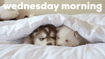 每日GIF(2021-12-16)的gif-Wednesday Morning GIF by GIPHY Studios Originals