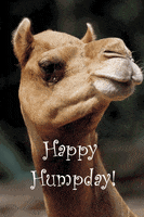 每日GIF(2021-12-16)的gif-Happy Hump Day GIF