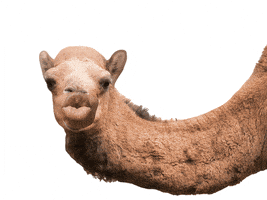 每日GIF(2021-12-16)的gif-Wednesday Hump Day GIF by GIPHY Studios Originals