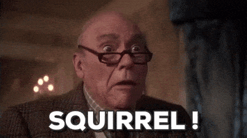 每日GIF(2021-12-22)的gif-christmas vacation squirrel GIF
