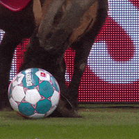 每日GIF(2021-12-24)的gif-1 Fc Cologne Football GIF by 1. FC Köln