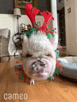 每日GIF(2021-12-24)的gif-Merry Christmas Eating GIF by Cameo