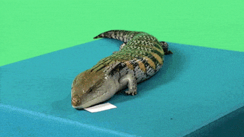 每日GIF(2022-01-03)的gif-Happy Birthday Lizard GIF