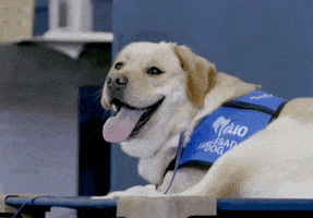 每日GIF(2022-01-06)的gif-Sport Dog GIF by St. Louis Blues