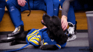 每日GIF(2022-01-13)的gif-Buffalo Sabres Dog GIF by NHL