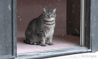 每日GIF(2022-01-30)的gif-Animated GIF