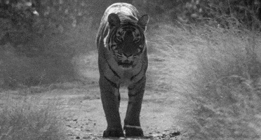 每日GIF(2022-01-31)的gif-Black And White Cat GIF