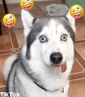 每日GIF(2022-02-08)的gif-Excited Aww GIF by TikTok