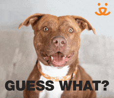 每日GIF(2022-02-10)的gif-Save Them All I Love You GIF by Best Friends Animal Society