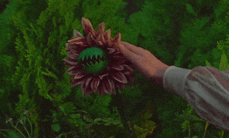 每日GIF(2022-02-13)的gif-Happy Flower GIF by Mitski