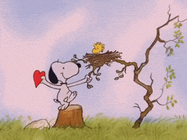 每日GIF(2022-02-15)的gif-Valentines Day Valentine GIF by Peanuts