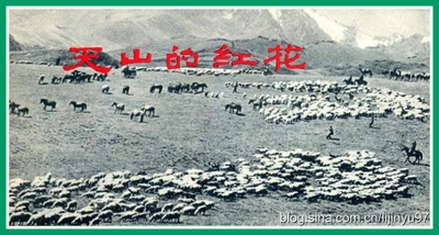 天山的红花的海报-正式海报