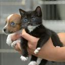 小狗与小猫的奇妙世界