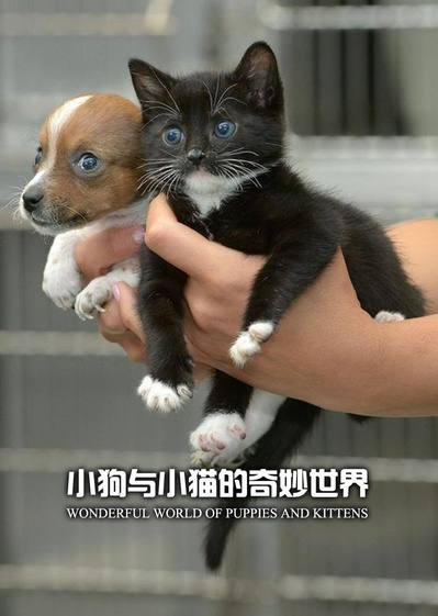小狗与小猫的奇妙世界的海报-正式海报