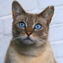 猫的秘密生活