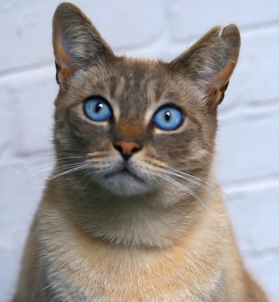 猫的秘密生活的海报-正式海报