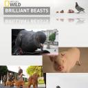 国家地理.动物天才系列：猪