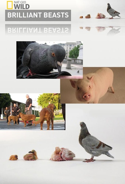国家地理.动物天才系列：猪的海报-正式海报