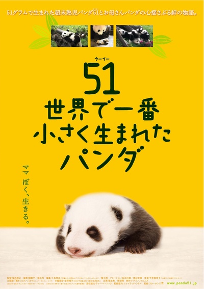 大熊猫51的故事的海报-正式海报 日本