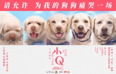 小Q的海报-预告海报 中国大陆