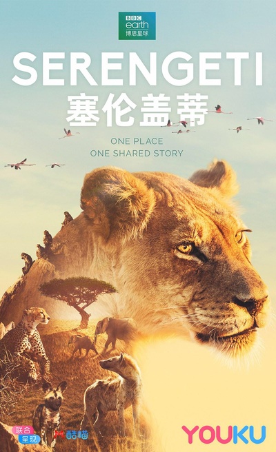 塞伦盖蒂的海报-正式海报