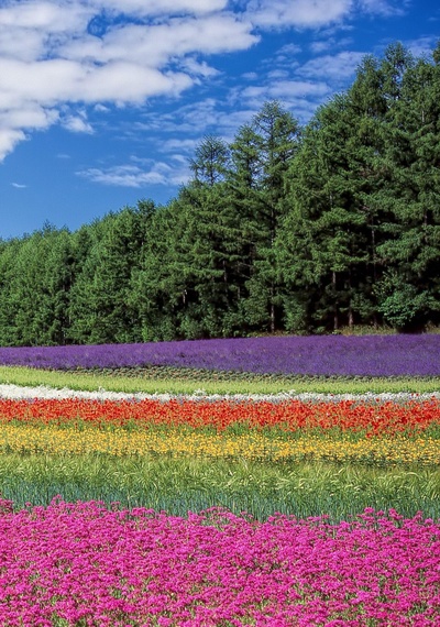 北海道：众神的花园的海报-正式海报