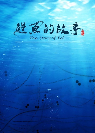 鳗鱼的故事的海报-正式海报