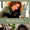 Bonobos