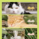 我是猫