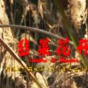 韭菜花开