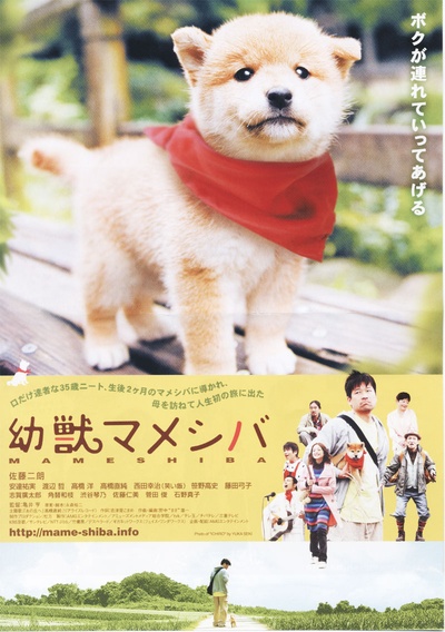 豆柴小犬的海报-正式海报 日本