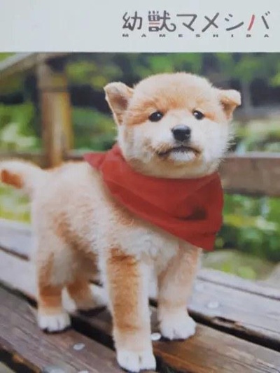 豆柴小犬的海报-正式海报