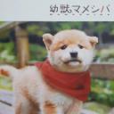 豆柴小犬
