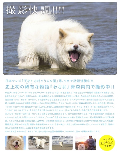 秋田犬蓬夫的海报-其他海报 日本