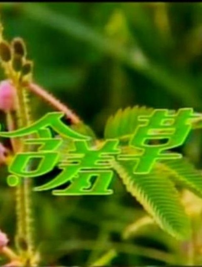 含羞草的海报-其他海报