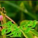 含羞草