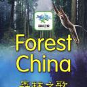 森林之歌