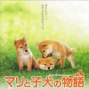 爱犬的奇迹