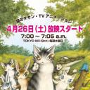 达洋猫