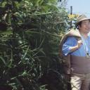 寅次郎的故事31：旅行、女伴和寅剧照