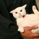 猫侍 前往南之岛剧照