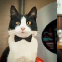 猫狗大战：珍珠猫复仇剧照