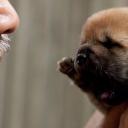 向日葵与幼犬的7天剧照