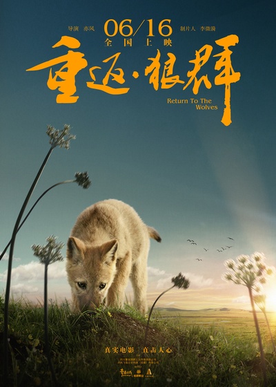重返·狼群的海报-正式海报 中国大陆