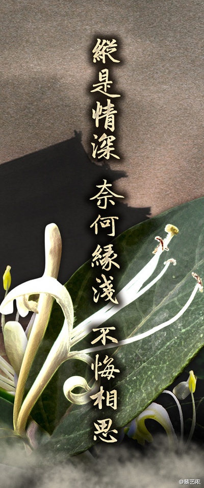 风中奇缘的海报-其他海报